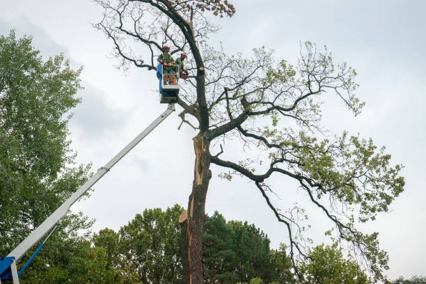  Jackson, TN Tree Services Pros