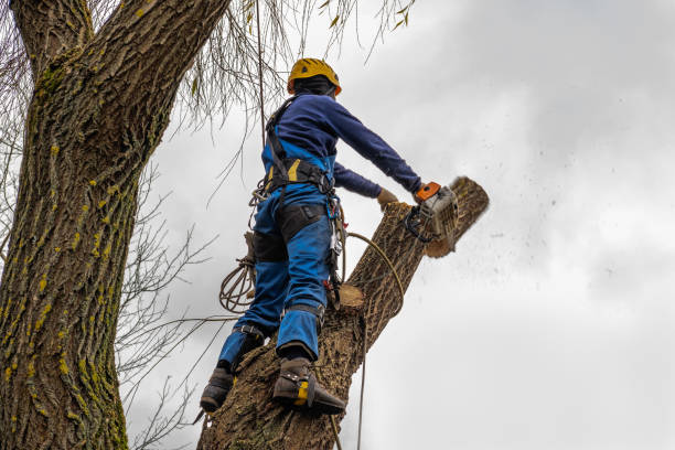 Best Seasonal Cleanup (Spring/Fall)  in Jackson, TN