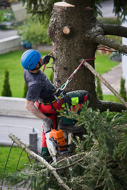 How Our Tree Care Process Works  in  Jackson, TN