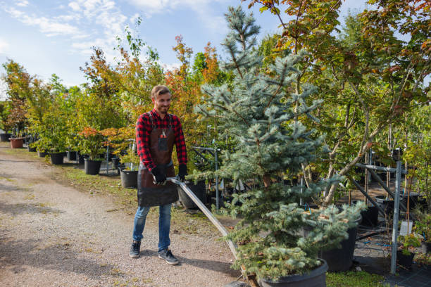 Professional Tree Services in Jackson, TN