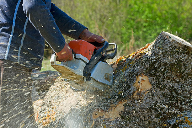 Best Emergency Tree Removal  in Jackson, TN